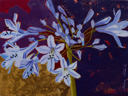 Agapanthus Blue